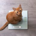 猫が『急に痩せた』！？考えられる要因3つと適切な対処法とは