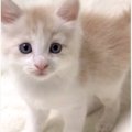 『小さくてあどけない表情をしていた赤ちゃん猫』が、５年後……驚くべき変…