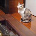 オルゴールにウットリ♡音色の違いが分かる猫？