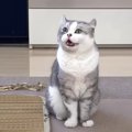 『お口が開いてるよ！』みんなを笑顔にする猫くんが可愛すぎる♡