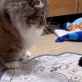 電動のおもちゃに『興味津々な猫』を見ていたら…あまりにも予想外な『可愛…