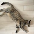 『猫が床に落ちている』現象って何？よく見られる時期や場所をご紹介　う…