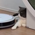 『ロボット掃除機が向かってきたら』、猫は……あまりにもカッコよすぎ…