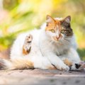 【獣医師監修】ヴァンってどんな猫？特徴や性格から飼う前の注意点・価格…