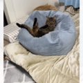 クッションにお尻がはまった猫→『困ってます？』と声をかけたら…まさかの…