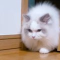 『モフモフな猫』が扉から出てきたと思ったら…想像をはるかに超えてく…