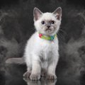 『がん（癌）にかかりやすい猫』っている？考えられる4つの特徴と予防法