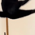 黒猫が飛び上がった瞬間をカメラに収めたら…まるで『謎の生物』のような光…