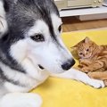 遊び疲れて眠たそうな大型犬→そばに赤ちゃんネコが寝転んで…一緒に遊びた…