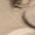 家に来て『23日目の子猫』→眠っているところを見ると…「にゃんて格好ｗ」…