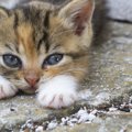 その行為危険かも！猫が悲しむ飼い主の行動５つ