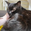 ペットショップのゴミ箱に捨てられていた子猫…18年が経過した『現在の様子…