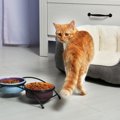 猫が『少食』になってしまった…5つの原因と受診すべきタイミング