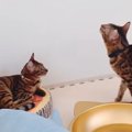 近くにいたいよ！健気な猫さん