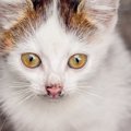 猫のお鼻にポチッと模様が…シミ？汚れ？気になる原因と対策