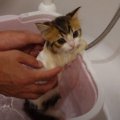 『生後70日の子猫を迎えてから』1か月が経過した結果…尊すぎる『成長…