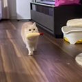 いつものようにおもちゃで遊んでいた猫が、突然……想定外すぎるリアクショ…