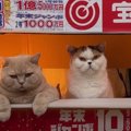 金運がアップするかも！？猫ちゃんたちの宝くじ売り場がオープン♡