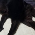 黒猫の姿を見てみたら…まるで別の生き物『足が4本以上生えているように見…