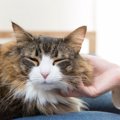 猫がみせる『甘えている』と誤解しやすい行動3つ　 別の感情が隠れて…
