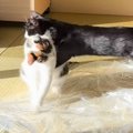 仲間に突然飛びつかれた猫→次の瞬間…思わず吹き出す『まさかの表情』…