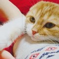 愛猫に「お手」してもらいたい！教え方解説