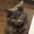 猫が心細かったときに見せる飼い主への行動５つ