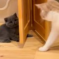 先輩猫から突然パンチされた子猫→明らかに『しょんぼりしてる様子』が…