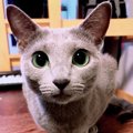 飼い主が寝てるときに猫がしている行動５つ