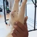 15歳のおばあちゃん猫→飼い主さんにそっと持ち上げられると…思わず目…