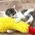 ひとりぼっちで保護された赤ちゃん猫→先住猫たちに近づいて…『100点満点の…