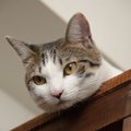 どこでも乗る猫をしつけるコツや危険な3つの場所