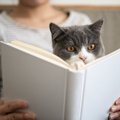 『吾輩は人間だニャ！』と思っている猫がする仕草5つ