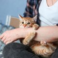 猫が飼い主さんの「手」を攻撃してくるときの3つのキモチ　やめさせる…