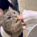 猫『頂戴！』試食をドカ食いするマンチカンが可愛すぎた結果→「愛おし…