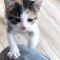 『ごはんの時間』になると、子猫がそわそわし始めて……愛おしい光景に…