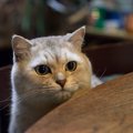 猫がゴキブリを食べた時の対策とホウ酸団子の恐ろしさ