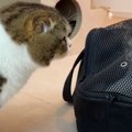 『お別れニャの…？』預かっていた猫ちゃんがお家に帰宅して寂しい親子…