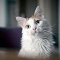 猫に『ちくわ』は身体に悪い？理由と危険な摂取量