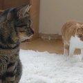 猫ちゃんによって変わる食後の余韻