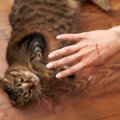 猫の『引っ掻き癖』考えられる4つの原因　猫なりの理由がある？やめさせる…