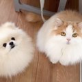 猫が『犬が入院してはじめていない夜』に見せた行動…"心配する姿…