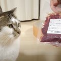 「野生目覚めてて草」元野良猫に『生肉』をあげてみた結果…驚きの変化が12…