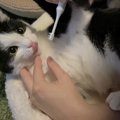 猫の「健康管理」に欠かせないこと５つ