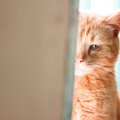 愛猫を『無視』し続けることが厳禁なワケ3選　猫に深い心の傷を負わせ…