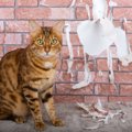 猫のいる家に最適な『壁』3選　傷・汚れに強い素材やキレイを保つ工夫をご…