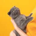 『抱っこが好きな猫』がいるって本当？5つの猫種と共通していることとは