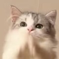 仕事中にふと猫を見たら、キャットタワーの上で…予想外の『可愛すぎる行動…