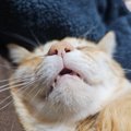 猫が『いびき』をかいているときの原因7つ　病気の可能性も？対処法ま…