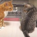 ドライフードの気配…！姉妹猫ちゃんの協力プレイ